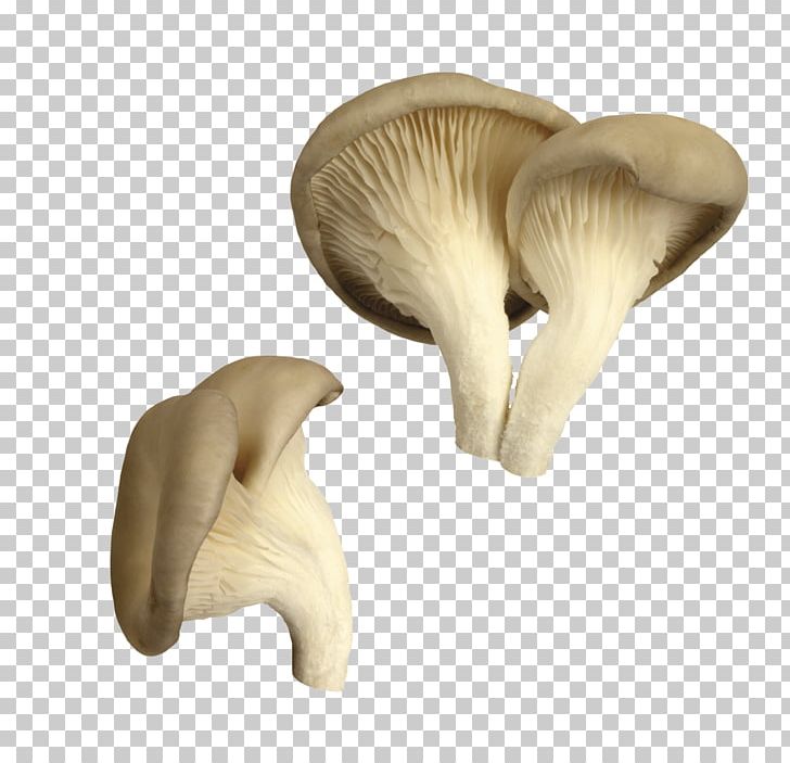 Oyster Mushroom Pleurotus Eryngii Edible Mushroom PNG, Clipart, Agaricaceae, Common Mushroom, Creative, Creative Food Png, Delicious Free PNG Download