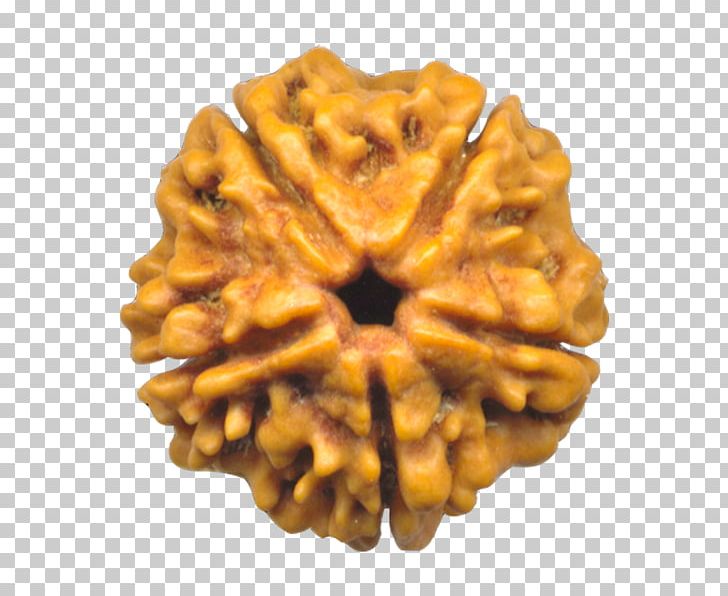 Rudraksha Mahadeva Elaeocarpus Ganitrus Japamala PNG, Clipart, Bead, Brahma, Buddhist Prayer Beads, Cookie, Elaeocarpus Ganitrus Free PNG Download