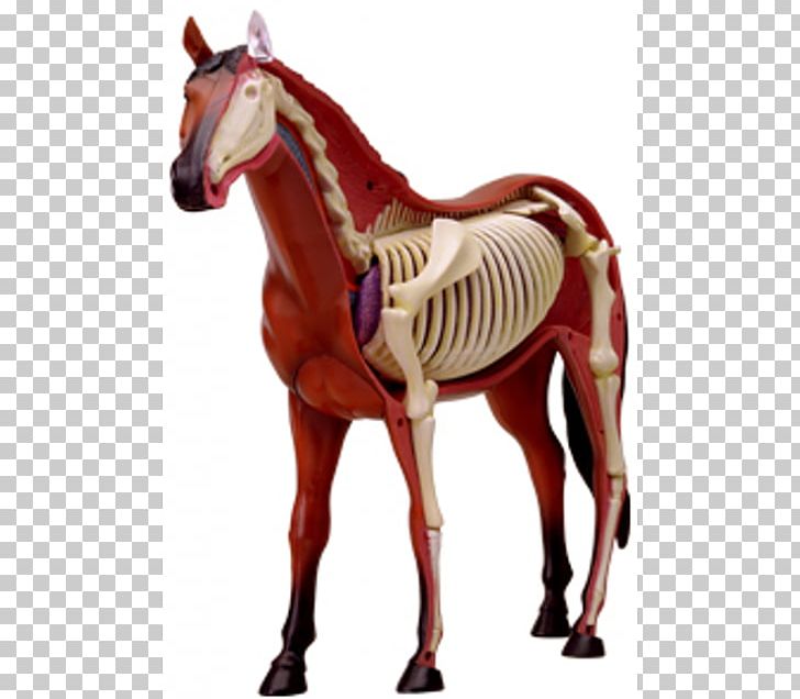 Skeletal System Of The Horse Equine Anatomy Anatomía Del Caballo PNG, Clipart, Anatomia Animal, Anatomy, Animal Figure, Animals, Bridle Free PNG Download