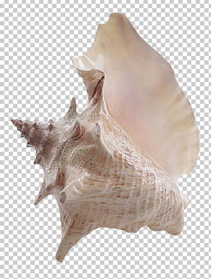 Conch PNG, Clipart, Brown Conch, Clams Oysters Mussels And Scallops, Cockle, Conchology, Download Free PNG Download