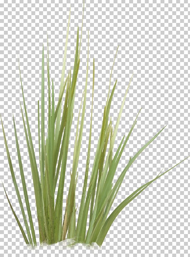 Green Grasses Plant Stem Family PNG, Clipart, Background Green, Family, Grass, Grasses, Grass Family Free PNG Download