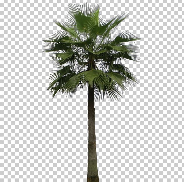 Mexican Fan Palm Arecaceae Areca Palm Tree Sago Palm PNG, Clipart, Arecales, Areca Nut, Artificial Flower, Attalea Speciosa, Borassus Flabellifer Free PNG Download