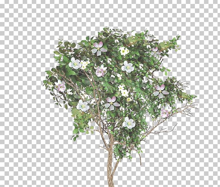 Twig Branch Apple Blossom Tree PNG, Clipart, Apple, Blossom, Branch, Company, Computer Free PNG Download