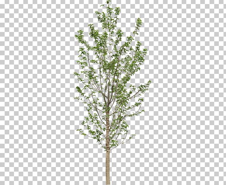 Twig Tree Computer Icons PNG, Clipart, Blog, Branch, Computer Icons, Flowering Plant, Gree Free PNG Download