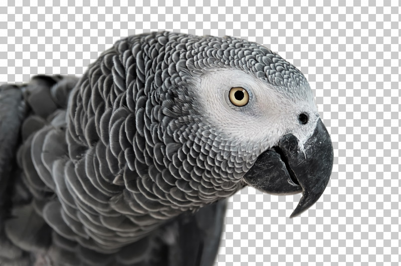 Feather PNG, Clipart, Beak, Closeup, Falcon, Feather, Grey Parrot Free PNG Download