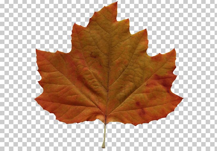 Autumn Leaf Color Amazing Autumn PNG, Clipart, Amazing, Amazing Autumn, Android, Autumn, Autumn Leaf Color Free PNG Download