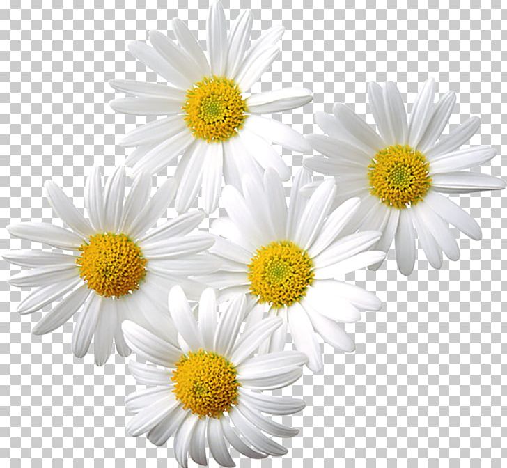 Common Daisy Chamomile PNG, Clipart, Annual Plant, Aster, Chamaemelum Nobile, Chamomile, Chrysanths Free PNG Download