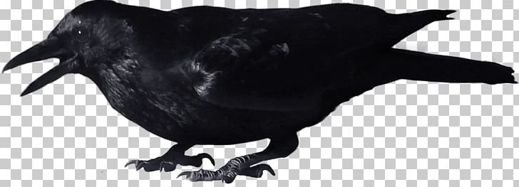 Crow PNG, Clipart, American Crow, Beak, Bird, Black And White, Black Crow Free PNG Download