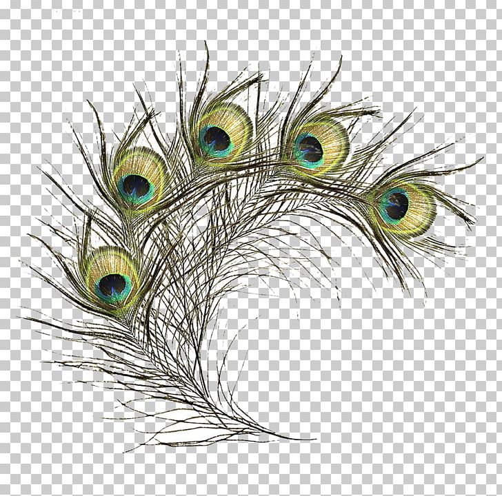 Feather Bird Peafowl PNG, Clipart, Abstract Lines, Animals, Asiatic Peafowl, Beak, Bird Free PNG Download