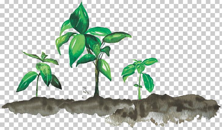 Organic Food Plants Leaf Plant Stem PNG, Clipart, Branch, Brix, Child, Family, Food Free PNG Download