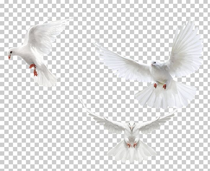 Rock Dove Bird Encapsulated PostScript PNG, Clipart, Animals, Beak, Bird, Client, Download Free PNG Download