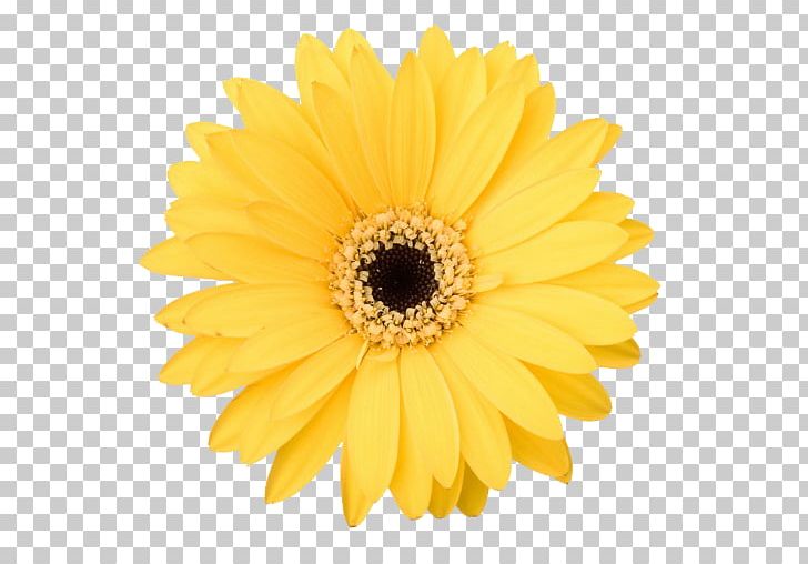 Flower Bouquet Transvaal Daisy Stock Photography Common Daisy PNG, Clipart, Chrysanths, Common Daisy, Common Sunflower, Cut Flowers, Daisy Free PNG Download