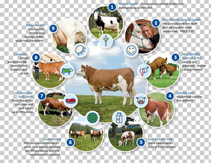 Simmental Cattle Genetics Breeding Program Food PNG, Clipart, Advertising, Bavaria, Breed, Breeding Program, Brochure Free PNG Download