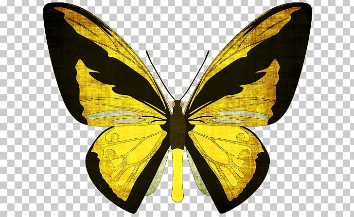 Butterfly Ornithoptera Goliath Queen Alexandra's Birdwing Ornithoptera Priamus PNG, Clipart,  Free PNG Download
