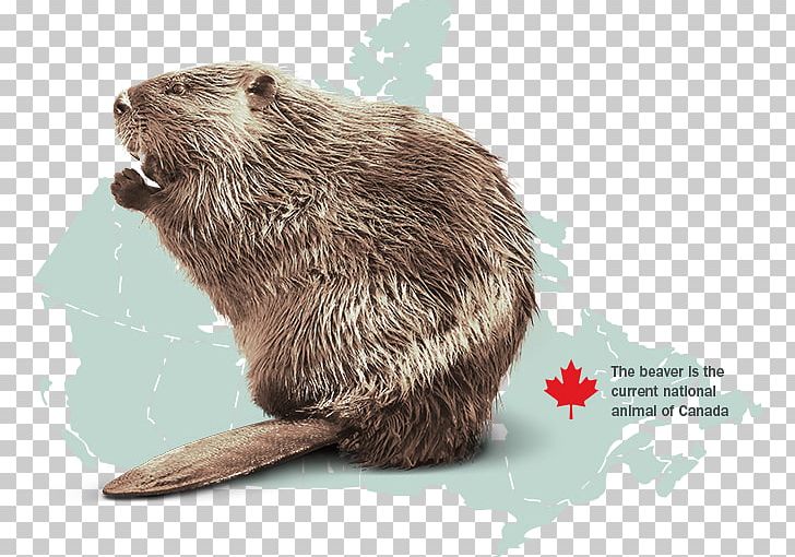 Canada Otter North American Beaver Rodent Animal PNG, Clipart, Animal, Animals, Bear, Beaver, Bison Free PNG Download