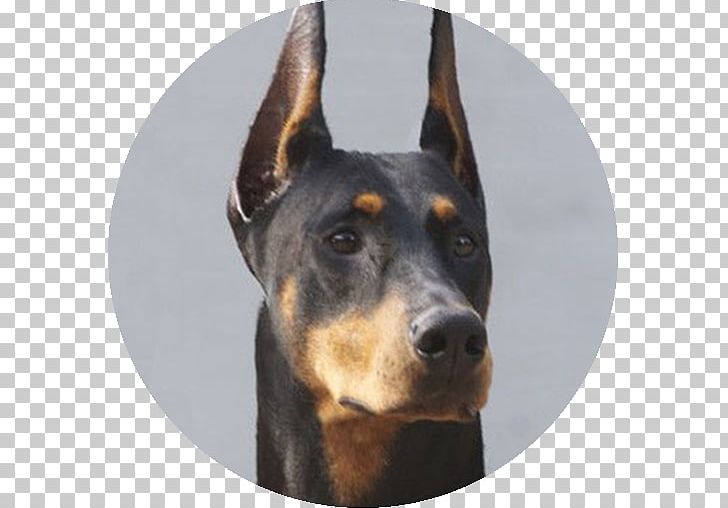 Dobermann Miniature Pinscher German Pinscher Austrian Pinscher Puppy PNG, Clipart, American Kennel Club, Animals, App, Black And Tan Terrier, Breed Free PNG Download