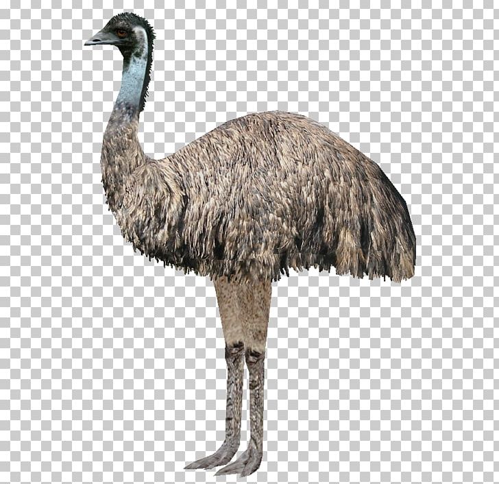 Emu War Common Ostrich Australia Bird Pelican PNG, Clipart, Animal, Animals, Australia, Beak, Bird Free PNG Download