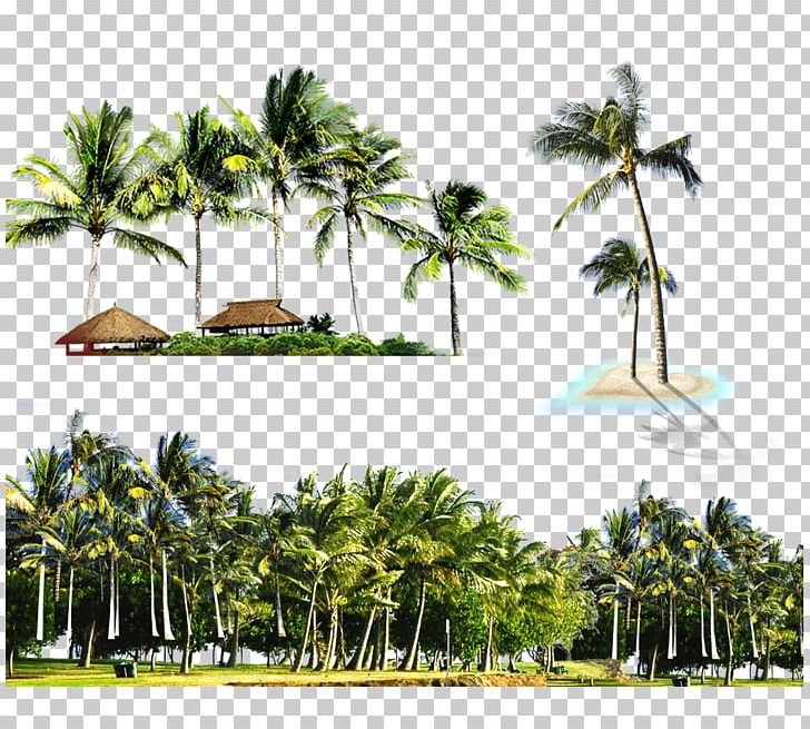 Kuta Light Beach Island Ceiling PNG, Clipart, Arecales, Borassus Flabellifer, Coco, Coconut, Coconut Leaves Free PNG Download