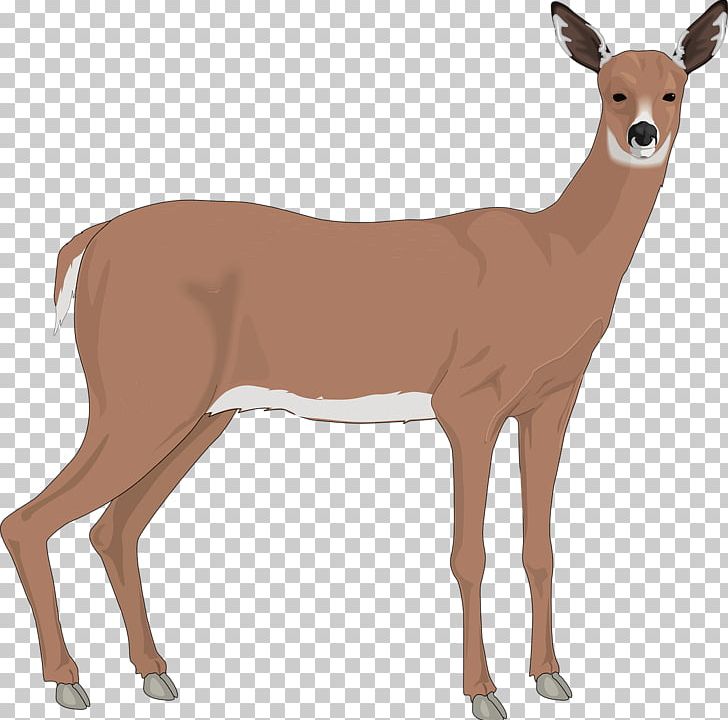 The White-tailed Deer Reindeer PNG, Clipart, Animal, Animals, Antler, Babies, Baby Free PNG Download
