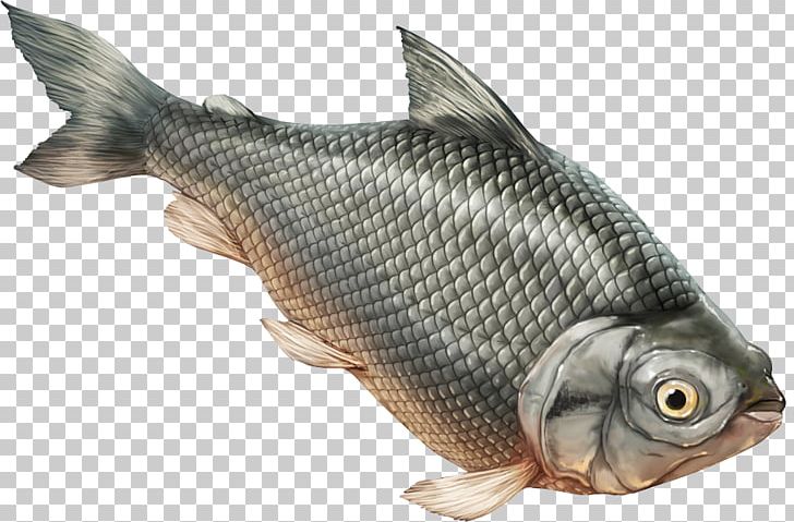 Tilapia Prochilodus Magdalenae Prochilodus Nigricans Fish Carp PNG, Clipart, Animal Source Foods, Biodiversity, Bony Fish, Carp, Conservation Free PNG Download