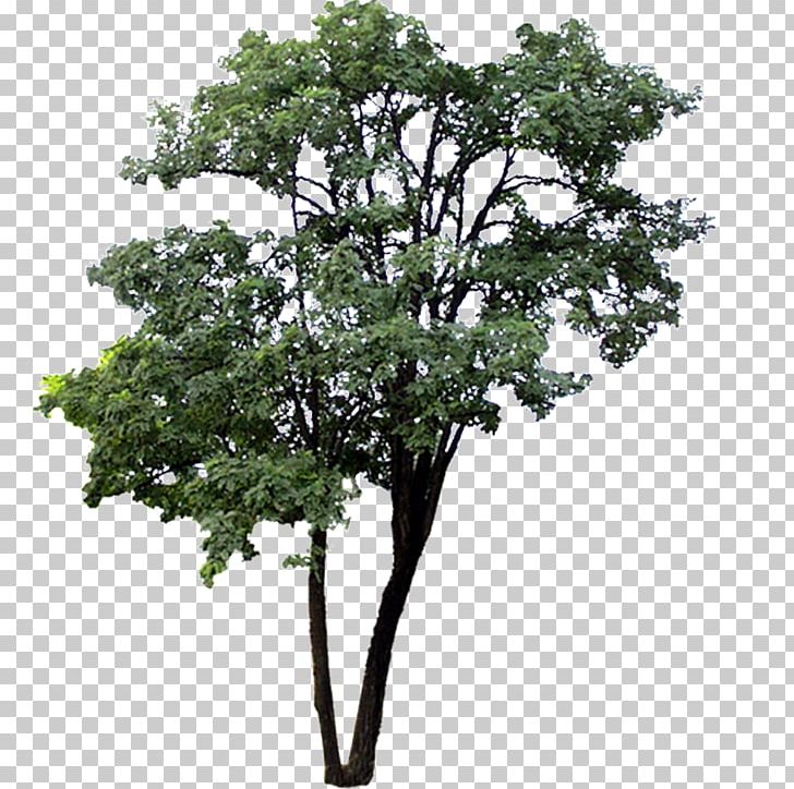 Tree Macrophanerophytes PNG, Clipart, Architecture, Branch, Download, Garden, Graphic Design Free PNG Download