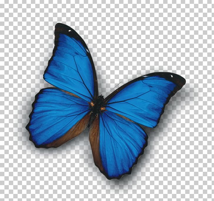 White Magic Приворот Monarch Butterfly Tugulymsky PNG, Clipart, Advertising, Arthropod, Blue, Blue Butterfly, Brush Footed Butterfly Free PNG Download