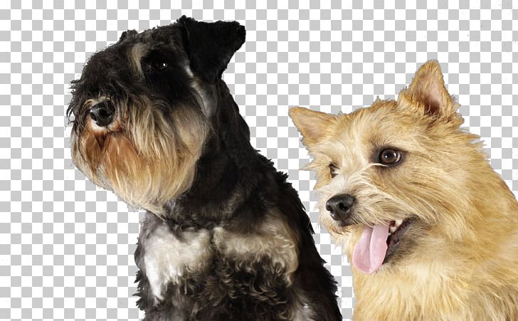 Miniature Schnauzer Norwich Terrier Cairn Terrier Yorkshire Terrier Lakeland Terrier PNG, Clipart, Animal, Animals, Carnivoran, Companion Dog, Desktop Wallpaper Free PNG Download