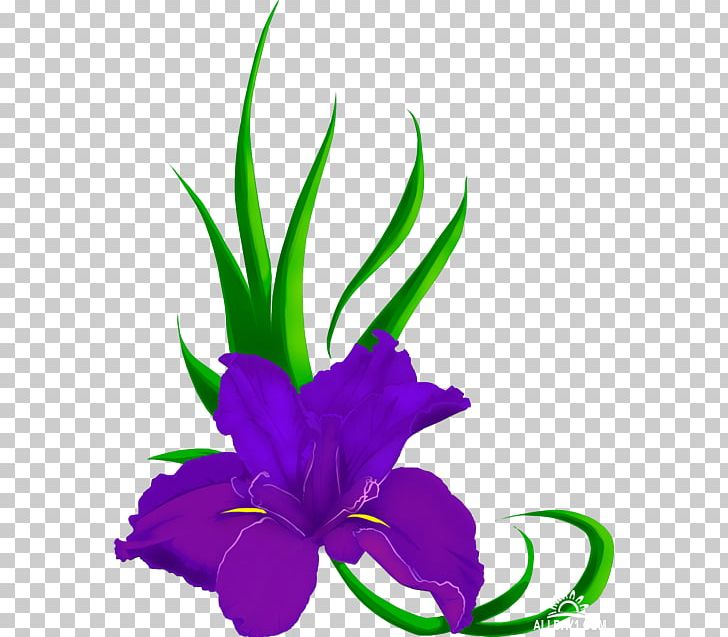 Northern Blue Flag Cut Flowers Iris Family PNG, Clipart, Cut Flowers, Flora, Flower, Flower Bouquet, Flowering Plant Free PNG Download