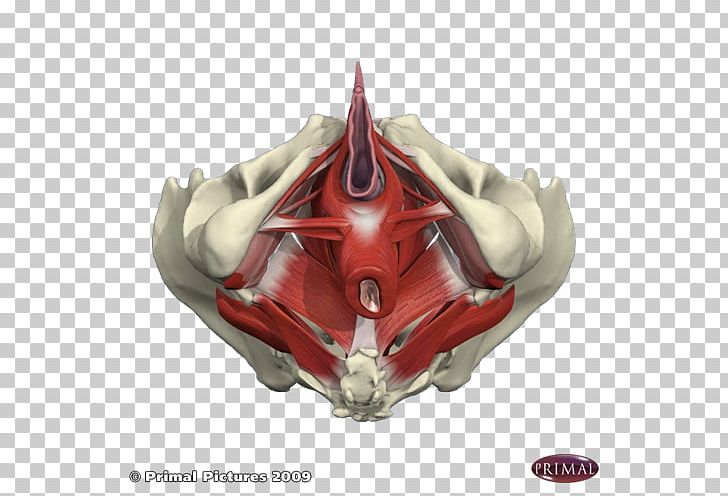 Pelvic Floor Pelvis Physical Therapy Interstitial Cystitis PNG, Clipart, Interstitial Cystitis, Pelvic Floor, Pelvis, Physical Therapy, Woman Free PNG Download