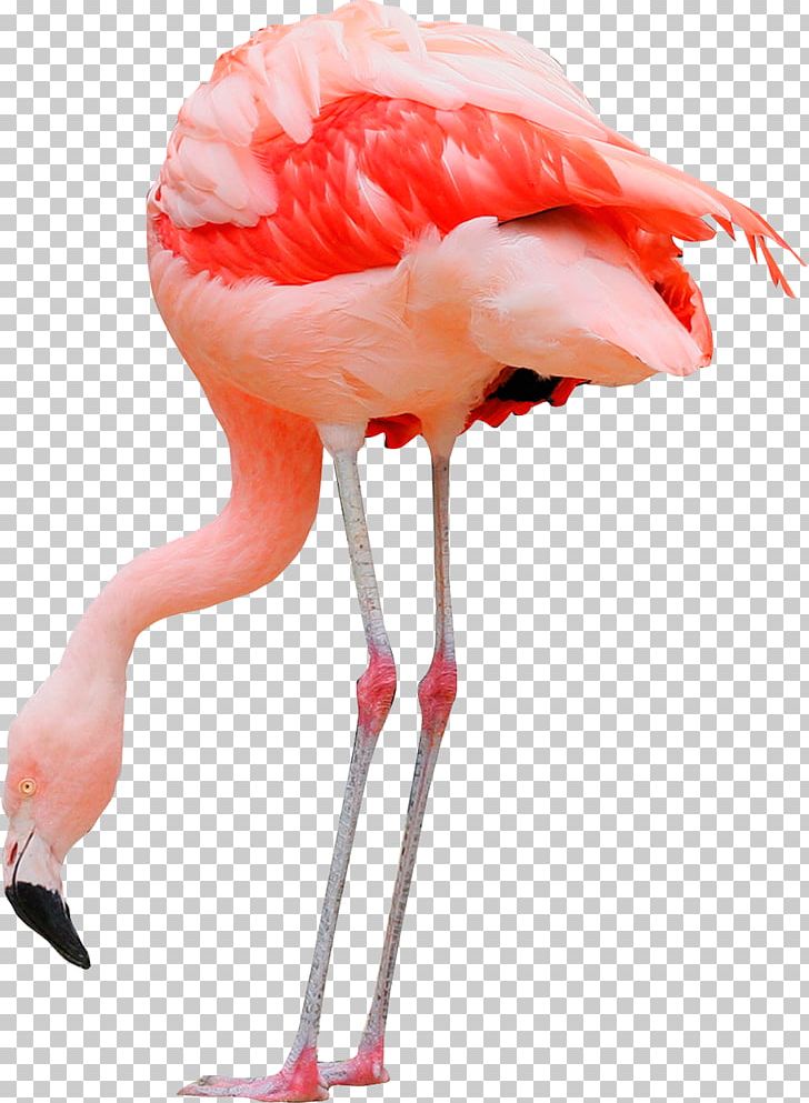 Water Bird Greater Flamingo Pelican Ardea PNG, Clipart, Animal, Animals, Ardea, Beak, Bird Free PNG Download