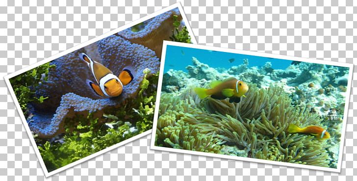 Aquarium Nemo Siamese Fighting Fish Clownfish PNG, Clipart, Animals, Aquarium Decor, Aquariums, Cinnamon Clownfish, Diversity Of Fish Free PNG Download