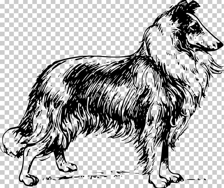 Border Collie Rough Collie Bearded Collie English Cocker Spaniel King Charles Spaniel PNG, Clipart, Animals, Bearded Collie, Black And White, Border Collie, Breed Free PNG Download