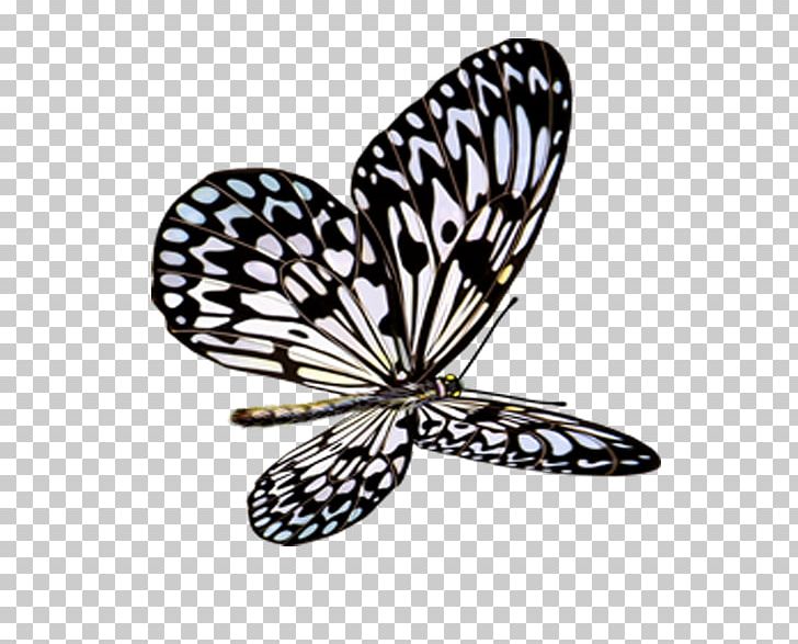Butterfly Insect Icon PNG, Clipart, Animation, Arthropod, Black And White, Blog, Brush Footed Butterfly Free PNG Download