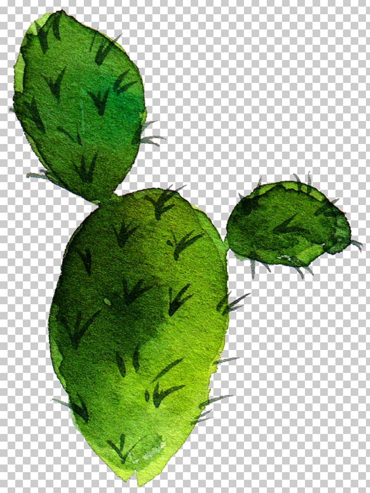 Cactaceae Barbary Fig Drawing Nopal Succulent Plant PNG, Clipart, Aesthetic, Aesthetic Flower, Art, Beautiful, Cactus Free PNG Download