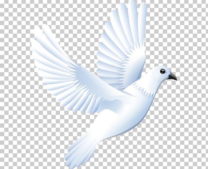 Columbidae Doves As Symbols PNG, Clipart, Beak, Bird, Color, Columbidae, Computer Icons Free PNG Download