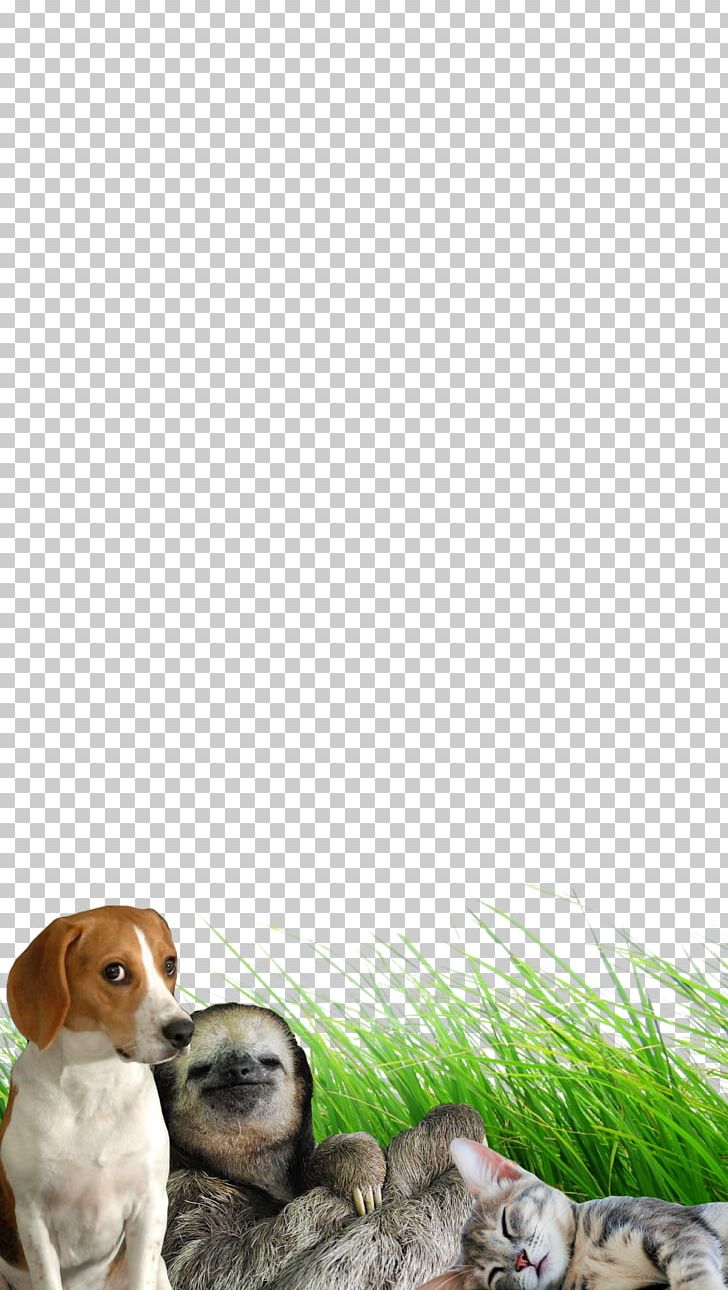 Dog Breed Puppy Stop Bullying / Venciendo El Bullying Companion Dog PNG, Clipart, Animals, Breed, Bullying, Caterpillar, Companion Dog Free PNG Download
