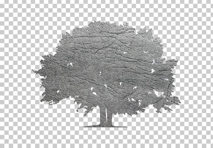 Landscape Lighting Tree Renovation PNG, Clipart, Black And White, Branch, Business, Fir, Floodlight Free PNG Download