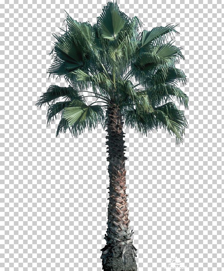 Tree Areca Palm Plant Archontophoenix Cunninghamiana Leaf PNG, Clipart, Archontophoenix Cunninghamiana, Arecaceae, Arecales, Areca Nut, Areca Palm Free PNG Download