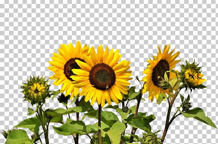 Common Sunflower PNG, Clipart, Clip Art, Common Sunflower, Daisy Family, Download, Flower Free PNG Download