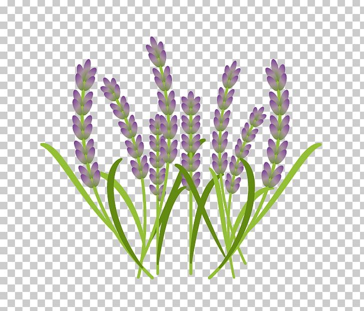 English Lavender French Lavender Aromatherapy Narrow-leaved Paperbark PNG, Clipart, Aromatherapy, Art, English Lavender, Essential Oil, Flower Free PNG Download
