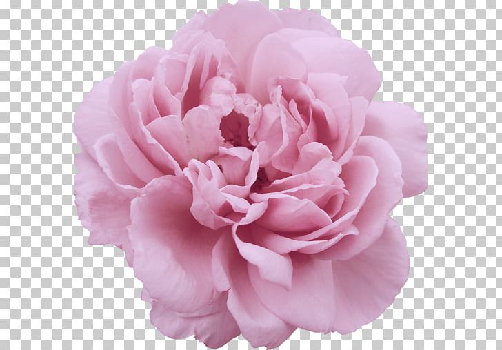 Garden Roses Centifolia Roses Flower Parfumerie PNG, Clipart, Aroma, Came, Color, Herbaceous Plant, Internet Free PNG Download