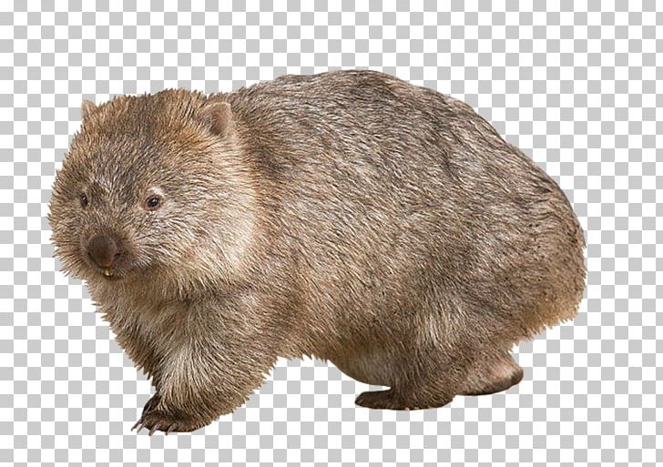 Wombat Koala Tasmanian Devil Burrow Platypus PNG, Clipart, Animal, Australia, Beaver, Burrow, Common Wombat Free PNG Download
