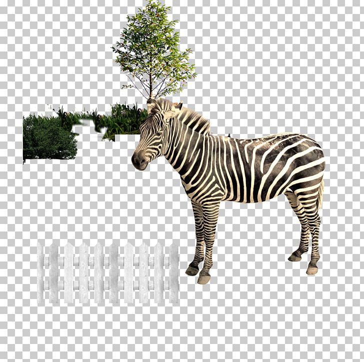 Zebra PNG, Clipart, Animal, Animals, Cartoon Fence, Download, Euclidean Vector Free PNG Download
