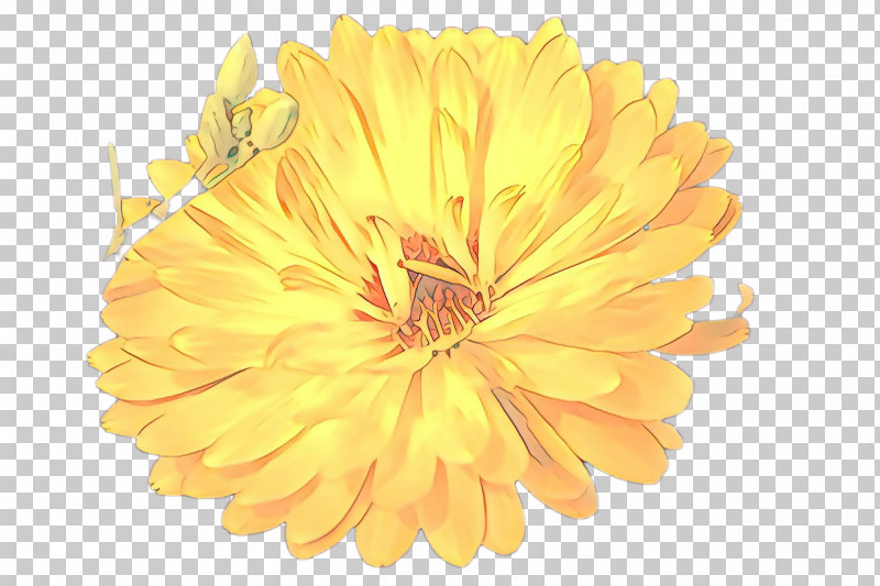 Orange PNG, Clipart, Calendula, Dandelion, English Marigold, Flower, Gerbera Free PNG Download