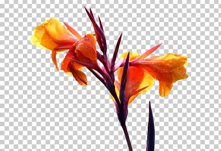 Canna Cut Flowers Floral Design Lilium PNG, Clipart, Beautiful, Beautiful Flowers, Big, Big Flower, Canna Free PNG Download