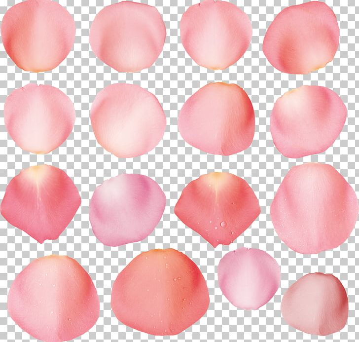 Pink Garden Roses Petal PNG, Clipart, Flowers, Garden, Garden Roses, Lip, Peach Free PNG Download