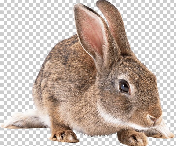 European Rabbit PNG, Clipart, Adorable, Animal, Animals, Animal Testing, Biodiversidad Free PNG Download