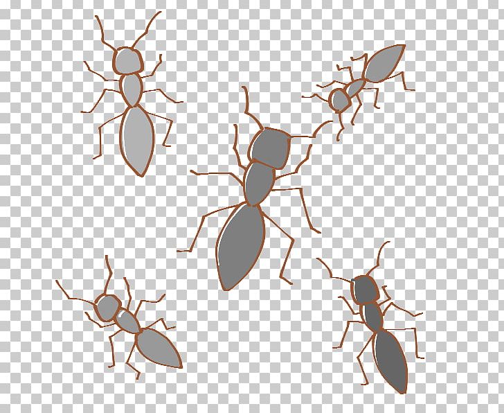 Insect K2 PNG, Clipart, Ant, Anthony Mcpartlin, Arthropod, Branch, Branching Free PNG Download