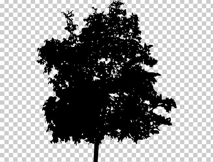 Silhouette Maple PNG, Clipart, Animals, Black, Black And White, Branch, Ecology Free PNG Download