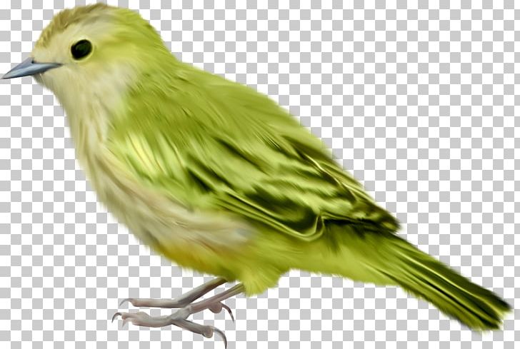 Bird Portable Network Graphics Passerine Parrot PNG, Clipart, Animals, Beak, Bird, Birds Flying, Canary Free PNG Download